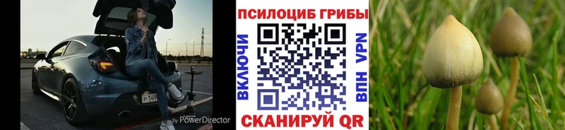 Псилоцибиновые грибы Psilocybe  это формула  Минеральные Воды 